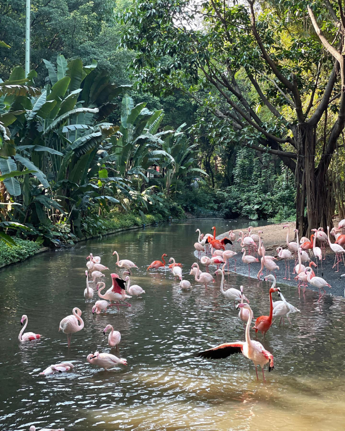 Chimelong Safari Park