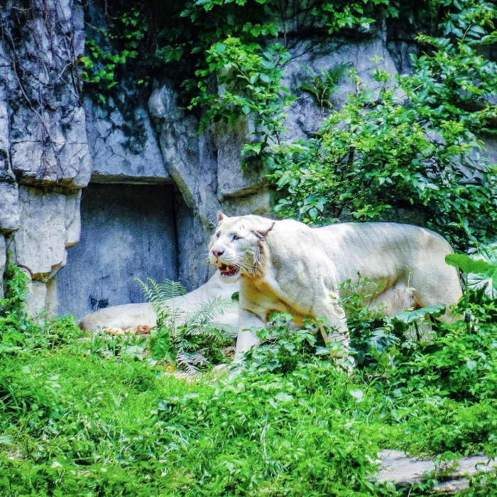Chimelong Safari Park