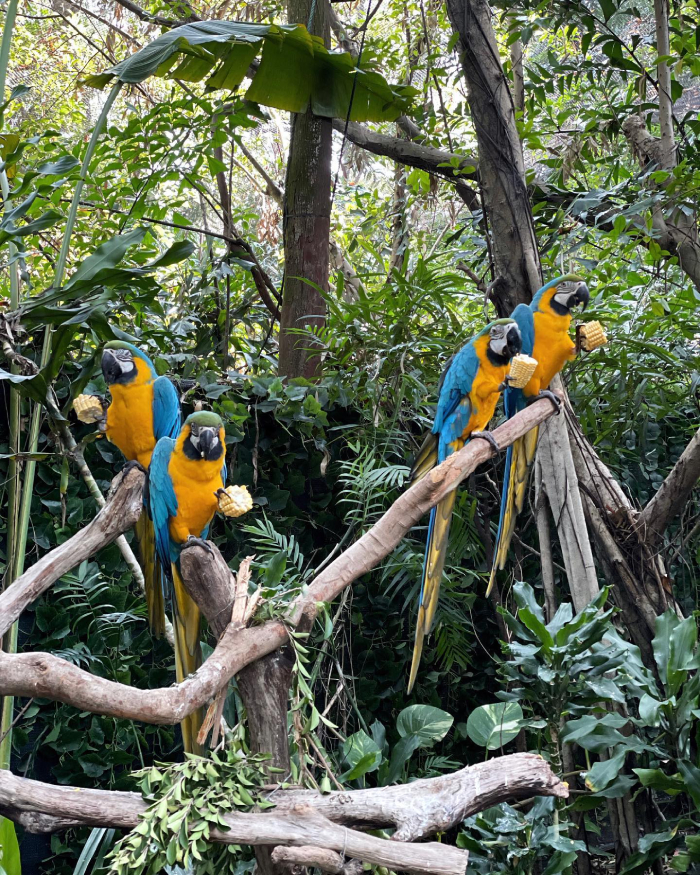 Chimelong Safari Park