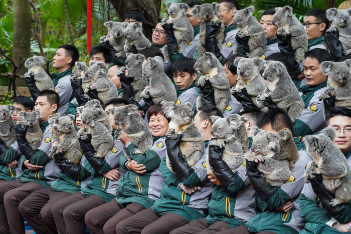 Chimelong Safari Park