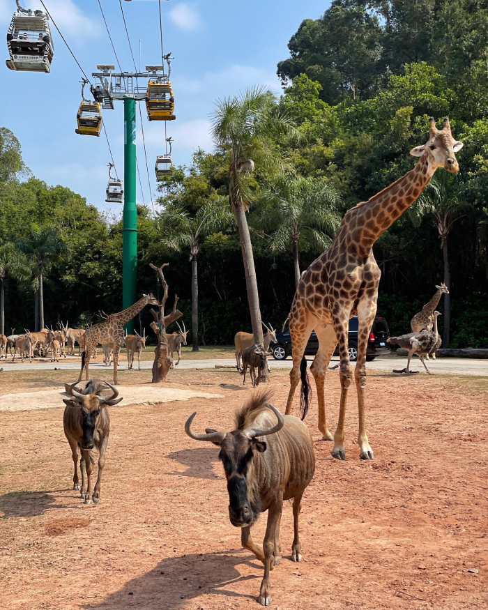 Chimelong Safari Park